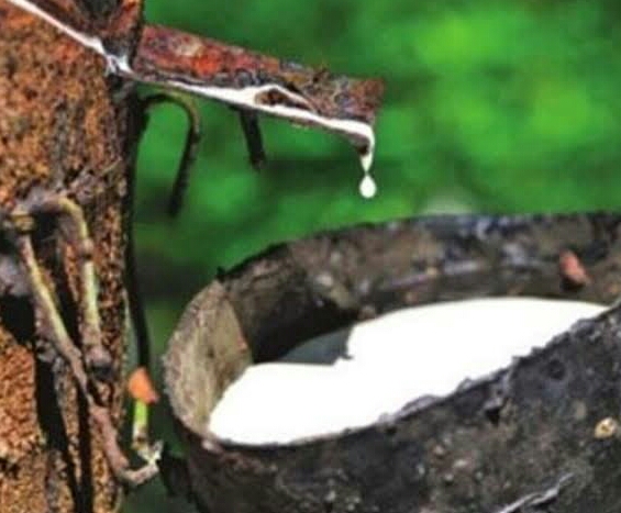 रबर क्या है? रबर के प्रकार